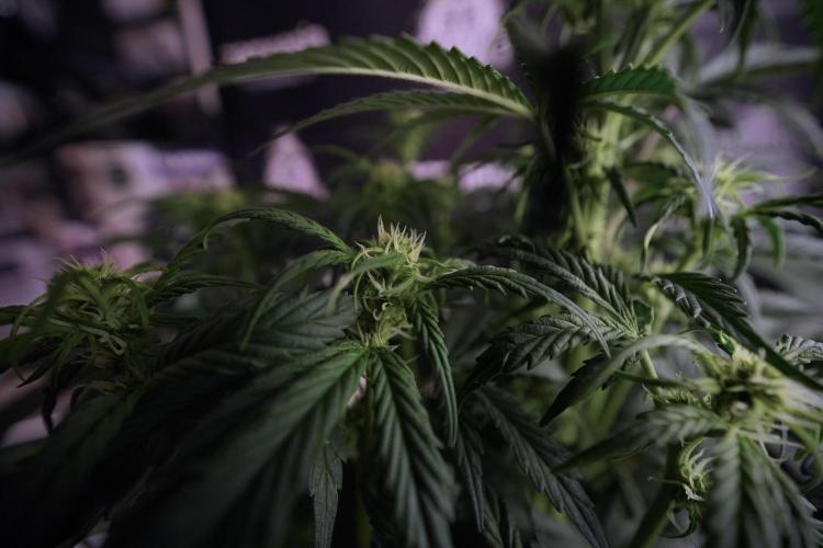 Cosmic Noodles a Zamnesia Dish. Week 6 - Plant A