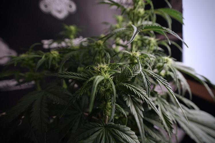 Cosmic Noodles a Zamnesia Dish. Week 6 - Plant A