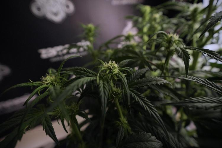 Cosmic Noodles a Zamnesia Dish. Week 6 - Plant A