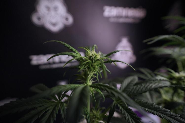 Cosmic Noodles a Zamnesia Dish. Week 6 - Plant A