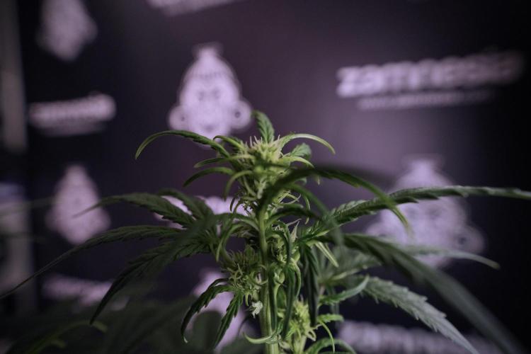 Cosmic Noodles a Zamnesia Dish. Week 6 - Plant A