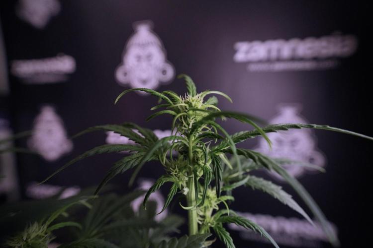 Cosmic Noodles a Zamnesia Dish. Week 6 - Plant A