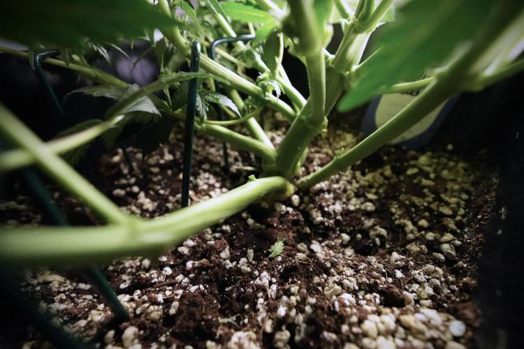 Cosmic Noodles a Zamnesia Dish. Week 6 - Plant A