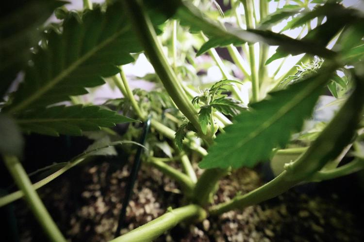 Cosmic Noodles a Zamnesia Dish. Week 6 - Plant A