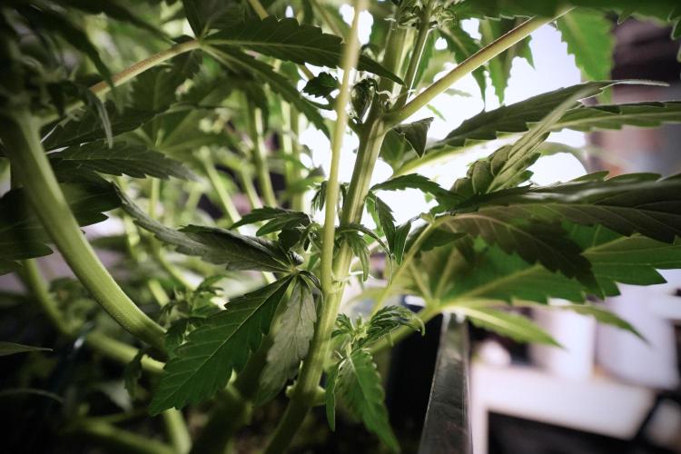 Cosmic Noodles a Zamnesia Dish. Week 6 - Plant A