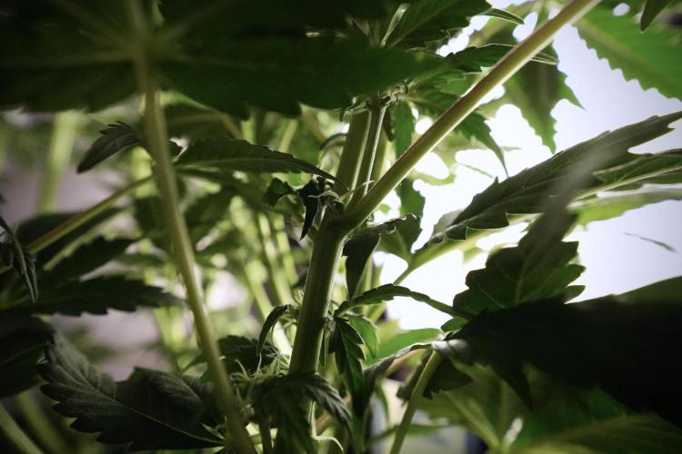 Cosmic Noodles a Zamnesia Dish. Week 6 - Plant A