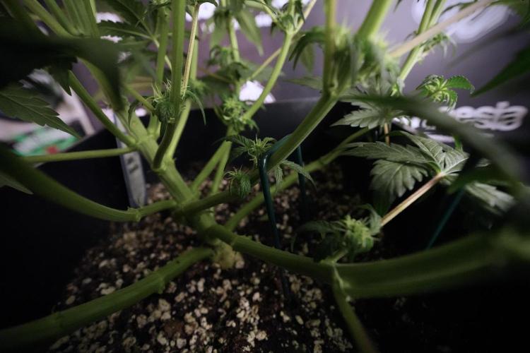 Cosmic Noodles a Zamnesia Dish. Week 6 - Plant A