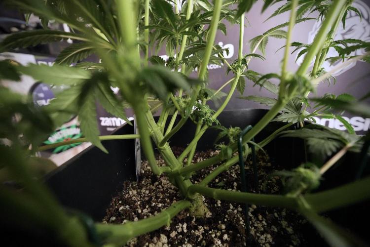 Cosmic Noodles a Zamnesia Dish. Week 6 - Plant A