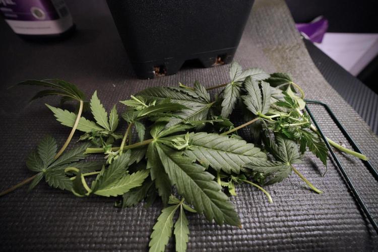 Cosmic Noodles a Zamnesia Dish. Week 6 - Plant A