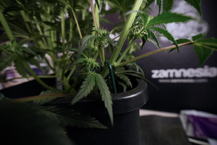 Cosmic Noodles a Zamnesia Dish. Week 6 - Plant A