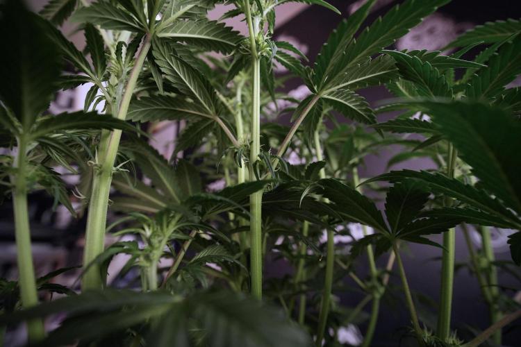 Cosmic Noodles a Zamnesia Dish. Week 6 - Plant A