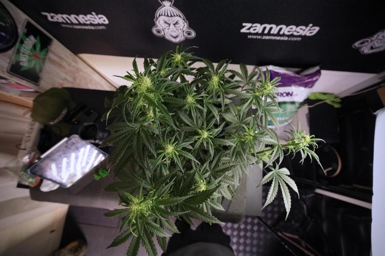 Cosmic Noodles a Zamnesia Dish. Week 6 - Plant A