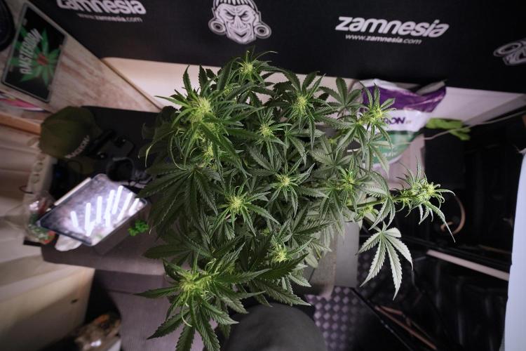 Cosmic Noodles a Zamnesia Dish. Week 6 - Plant A