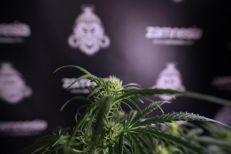 Cosmic Noodles a Zamnesia Dish. Week 6 - Plant A