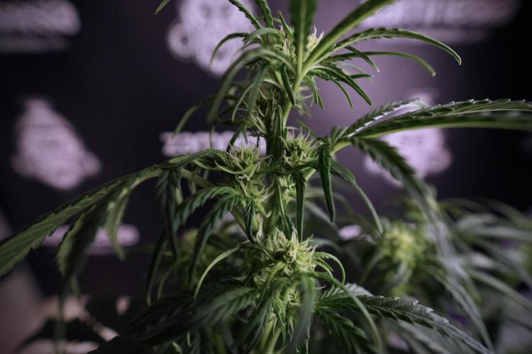 Cosmic Noodles a Zamnesia Dish. Week 6 - Plant A