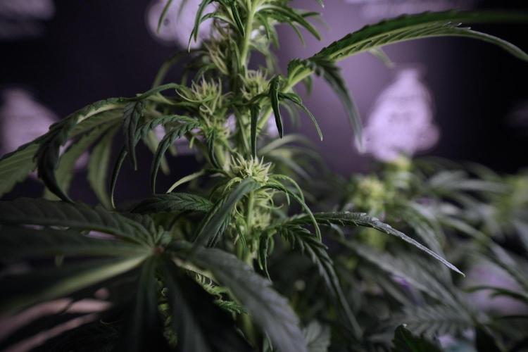 Cosmic Noodles a Zamnesia Dish. Week 6 - Plant A