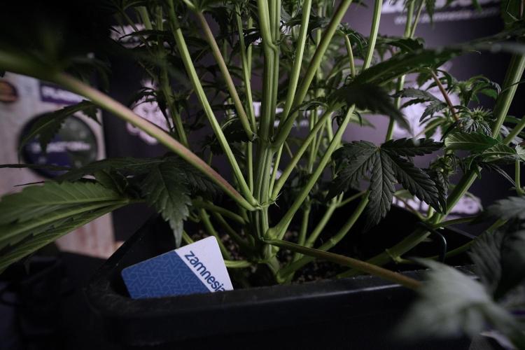 Cosmic Noodles a Zamnesia Dish. Week 6 - Plant A