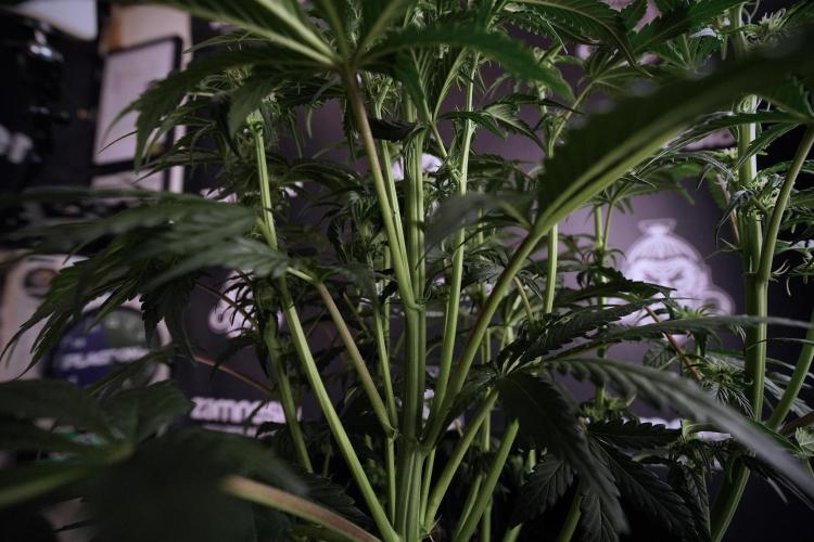 Cosmic Noodles a Zamnesia Dish. Week 6 - Plant A