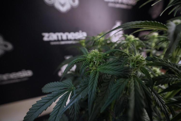 Cosmic Noodles a Zamnesia Dish. Week 6 - Plant A