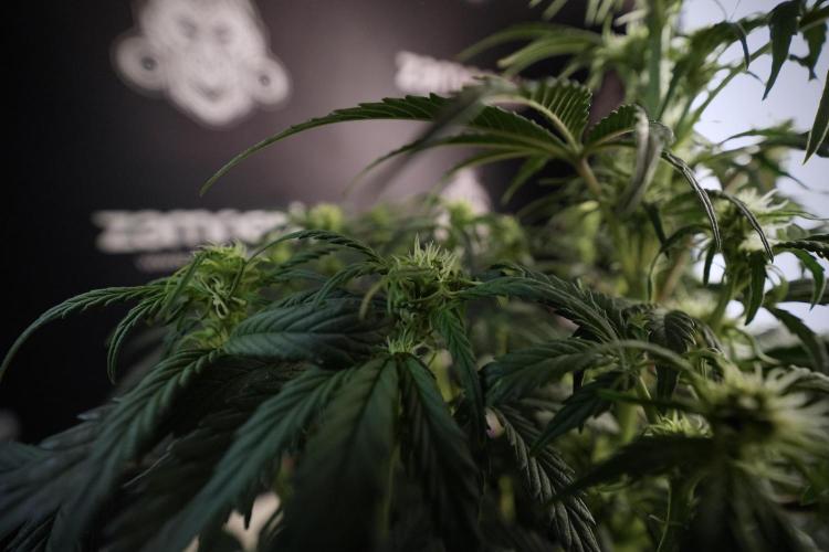 Cosmic Noodles a Zamnesia Dish. Week 6 - Plant A