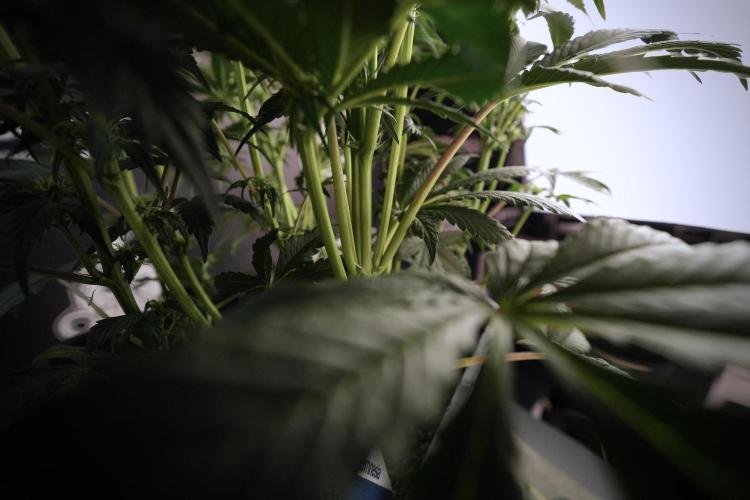 Cosmic Noodles a Zamnesia Dish. Week 6 - Plant A