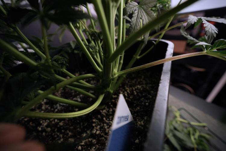 Cosmic Noodles a Zamnesia Dish. Week 6 - Plant A