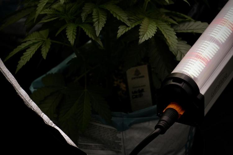 Cosmic Noodles a Zamnesia Dish. Week 6 - Room and Vibes 