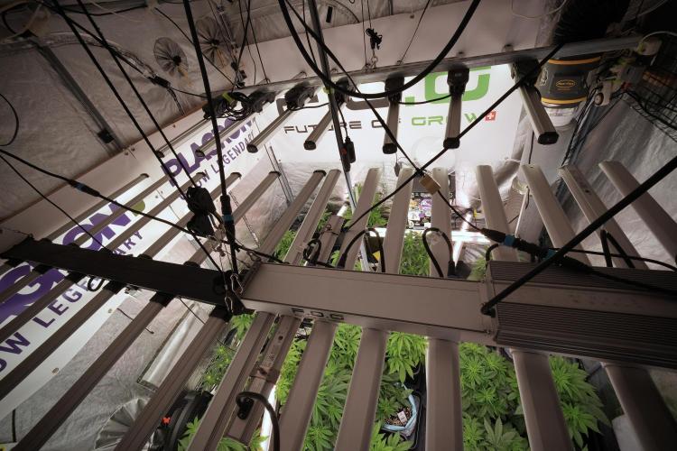 Cosmic Noodles a Zamnesia Dish. Week 6 - Room and Vibes 