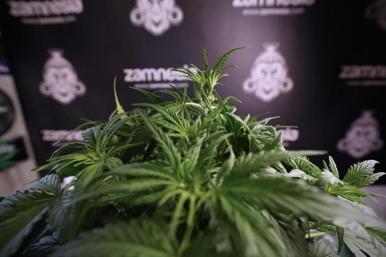 Amnesia Skunk The Zamnesia Way. Week 6 - Amnesia Skunk Trainings 