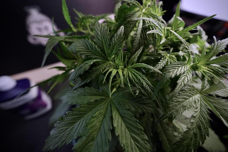 Amnesia Skunk The Zamnesia Way. Week 6 - Amnesia Skunk Trainings 