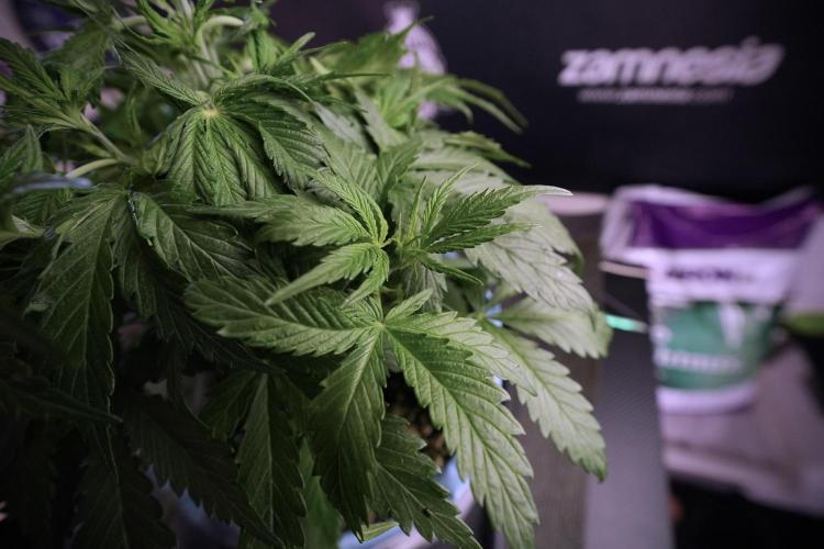 Amnesia Skunk The Zamnesia Way. Week 6 - Amnesia Skunk Trainings 