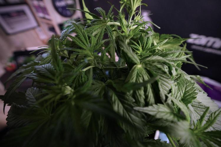 Amnesia Skunk The Zamnesia Way. Week 6 - Amnesia Skunk Trainings 