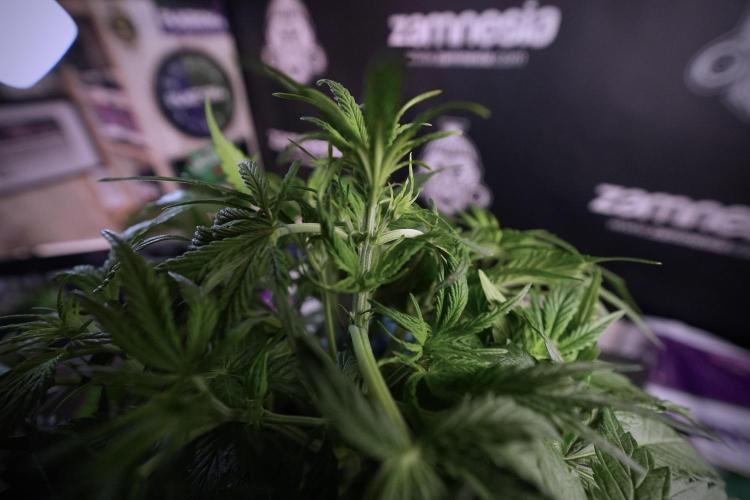 Amnesia Skunk The Zamnesia Way. Week 6 - Amnesia Skunk Trainings 