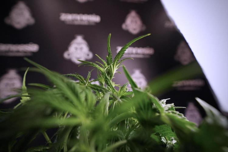 Amnesia Skunk The Zamnesia Way. Week 6 - Amnesia Skunk Trainings 