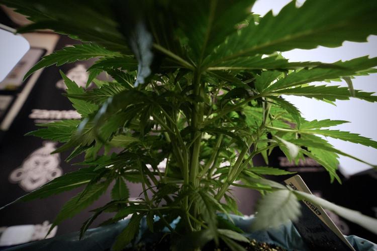 Amnesia Skunk The Zamnesia Way. Week 6 - Amnesia Skunk Trainings 