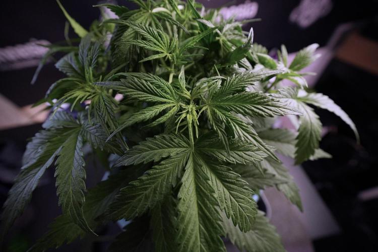 Amnesia Skunk The Zamnesia Way. Week 6 - Amnesia Skunk Trainings 