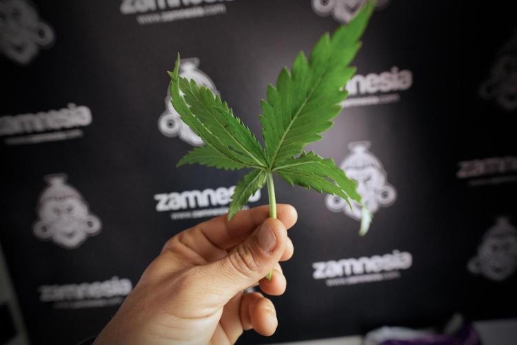 Amnesia Skunk The Zamnesia Way. Week 6 - funky healthy leafs 