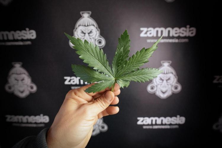 Amnesia Skunk The Zamnesia Way. Week 6 - funky healthy leafs 