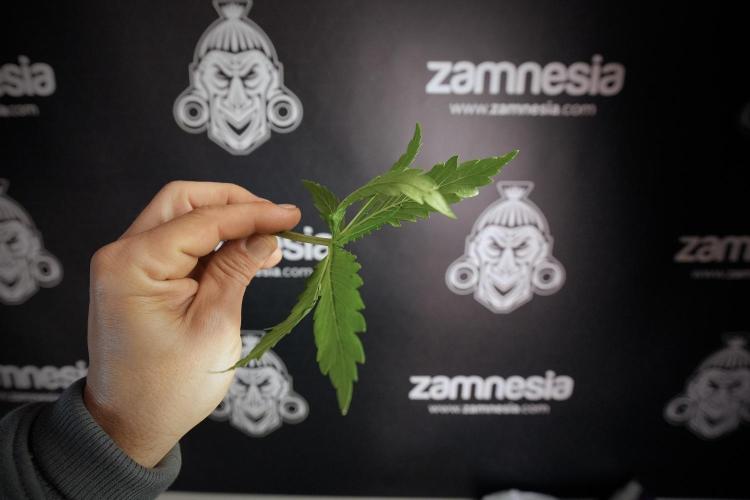Amnesia Skunk The Zamnesia Way. Week 6 - funky healthy leafs 