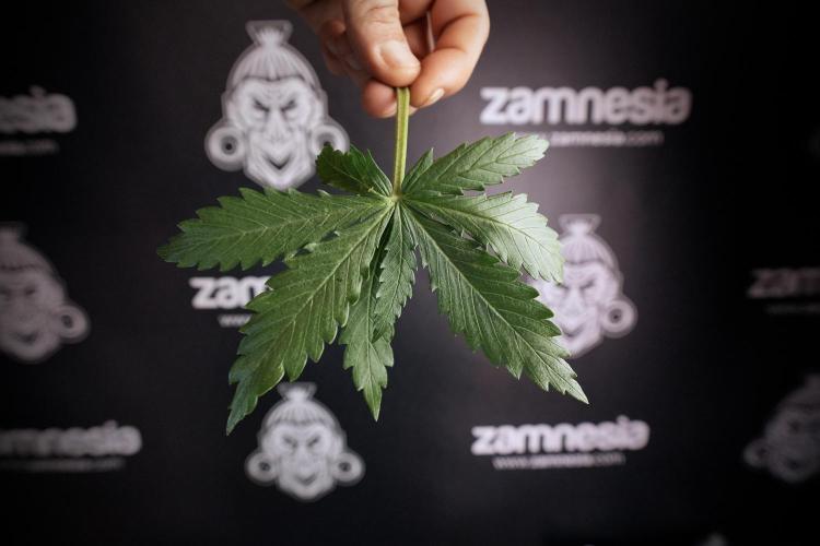 Amnesia Skunk The Zamnesia Way. Week 6 - funky healthy leafs 