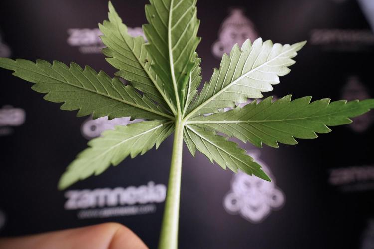 Amnesia Skunk The Zamnesia Way. Week 6 - funky healthy leafs 