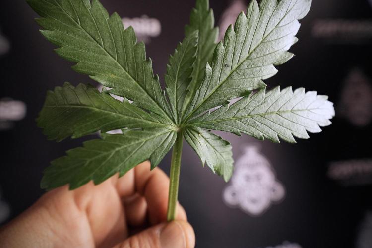 Amnesia Skunk The Zamnesia Way. Week 6 - funky healthy leafs 