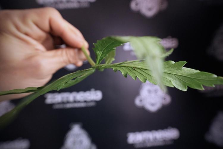 Amnesia Skunk The Zamnesia Way. Week 6 - funky healthy leafs 