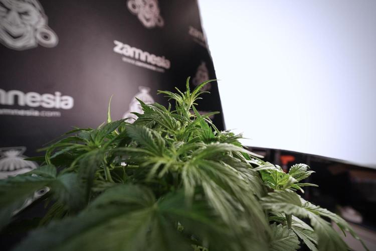 Amnesia Skunk The Zamnesia Way. Week 6 - Amnesia Skunk 12/12 from seed 