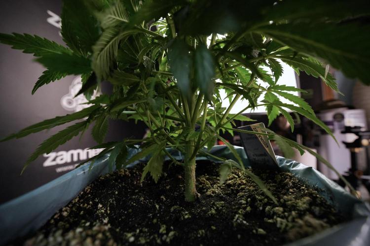 Amnesia Skunk The Zamnesia Way. Week 6 - Amnesia Skunk 12/12 from seed 