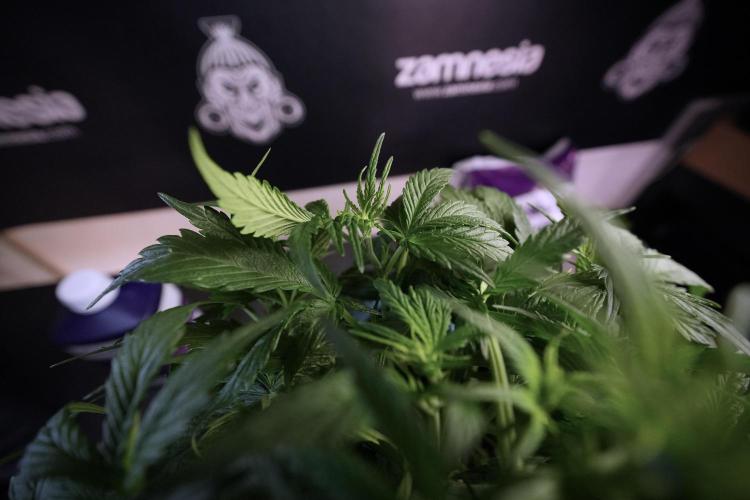 Amnesia Skunk The Zamnesia Way. Week 6 - Amnesia Skunk 12/12 from seed 