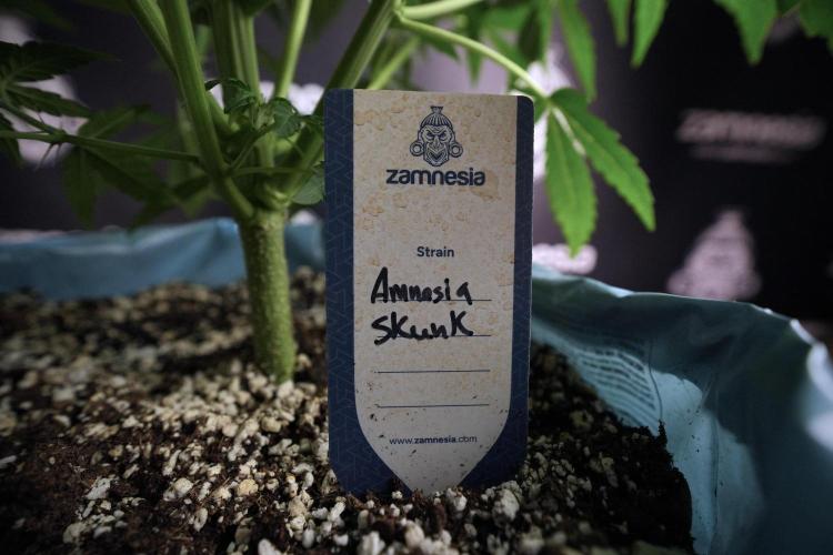 Amnesia Skunk The Zamnesia Way. Week 6 - 12/12 From Seed Amnesia Skunk Auto 