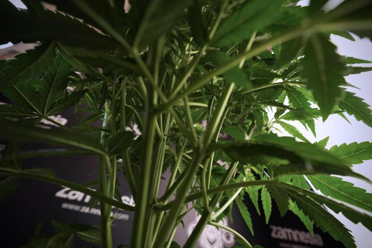 Amnesia Skunk The Zamnesia Way. Week 6 - 12/12 From Seed Amnesia Skunk Auto 