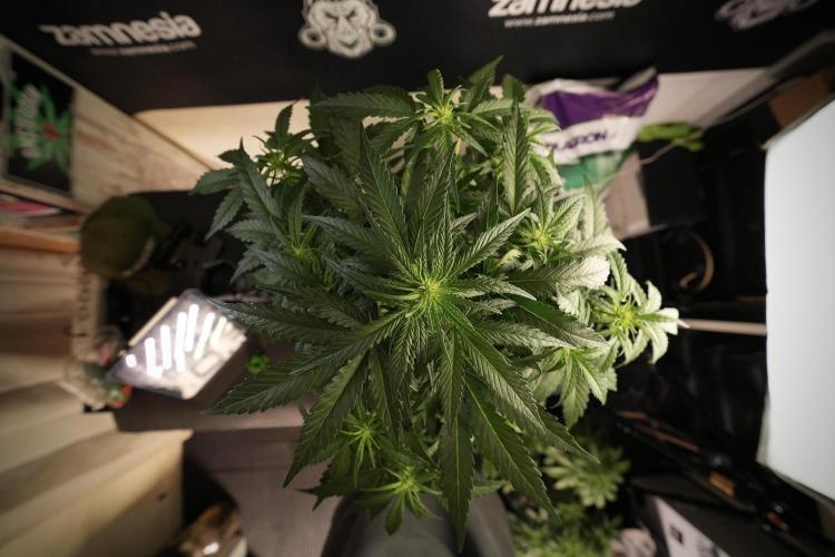 Amnesia Skunk The Zamnesia Way. Week 6 - 12/12 From Seed Amnesia Skunk Auto 