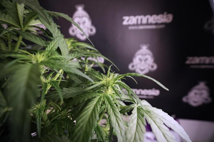 Amnesia Skunk The Zamnesia Way. Week 6 - 12/12 From Seed Amnesia Skunk Auto 